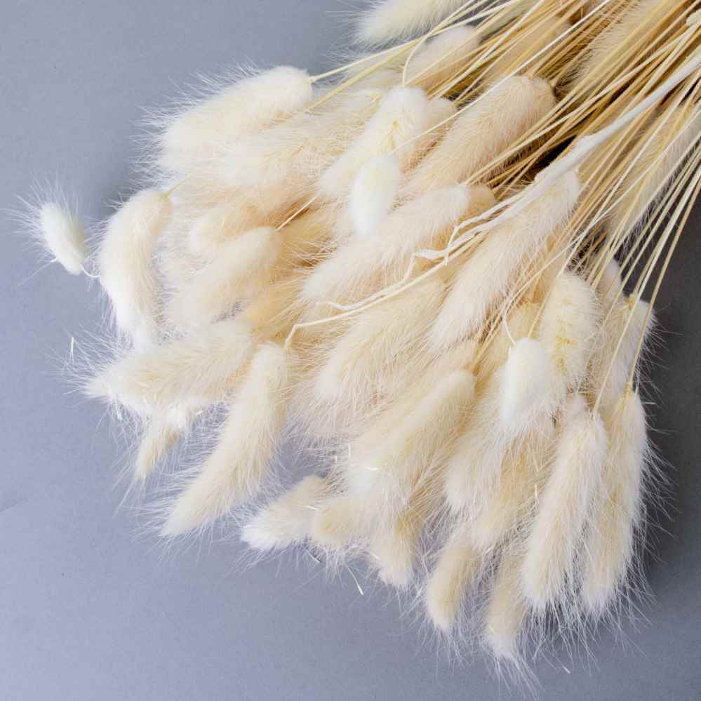 Dried White Natural Bunny Tails | 30cm Lagurus Ovatus | 10 Stems