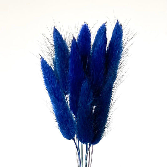 Dried Navy Blue Natural Bunny Tails | 30cm Lagurus Ovatus | 10 Stems