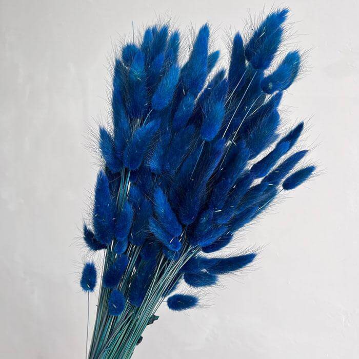 Dried Navy Blue Natural Bunny Tails | 30cm Lagurus Ovatus | 10 Stems