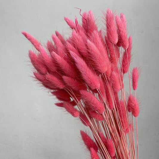 Dried Dusky Pink Natural Bunny Tails | 30cm Lagurus Ovatus | 10 Stems