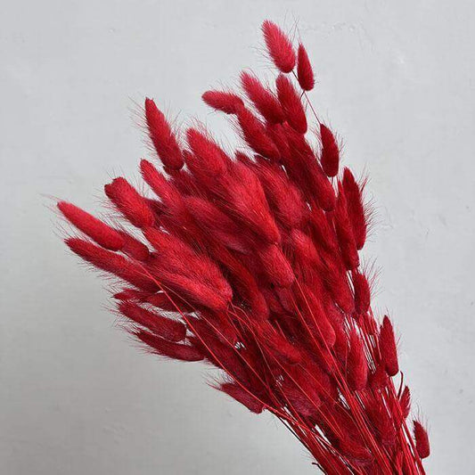 Dried Cranberry Red Natural Bunny Tails | 30cm Lagurus Ovatus | 10 Stems