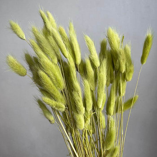 Dried Bright Green Natural Bunny Tails | 30cm Lagurus Ovatus | 10 Stems