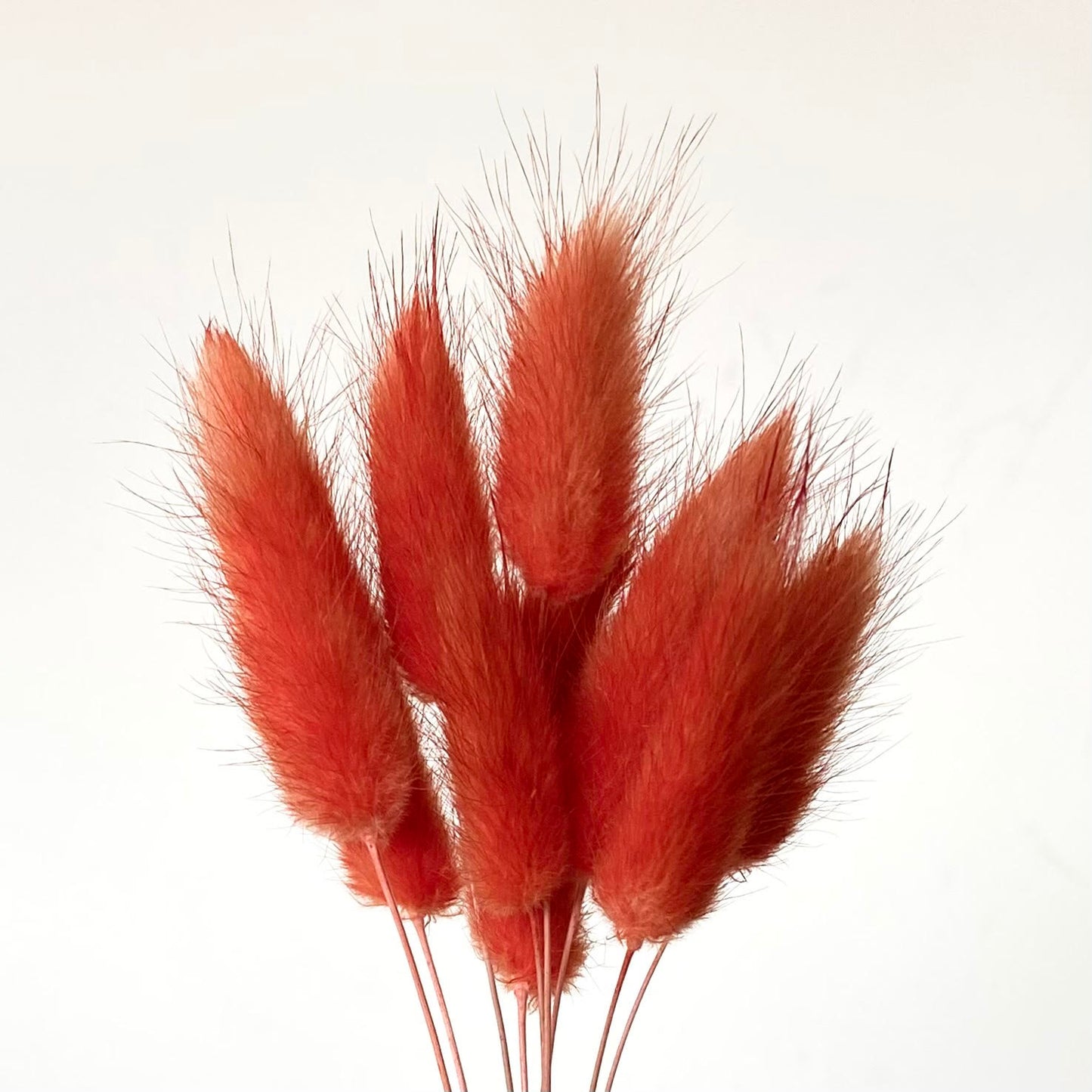 Dried Burnt Orange Natural Bunny Tails | 30cm Lagurus Ovatus | 10 Stems