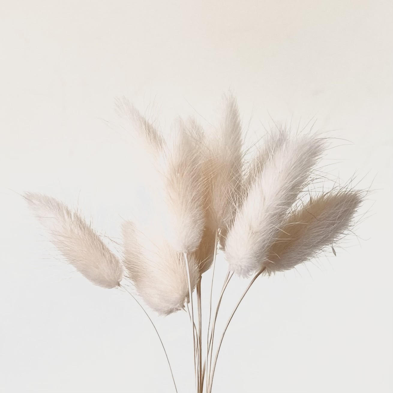 Dried White Natural Bunny Tails | 30cm Lagurus Ovatus | 10 Stems