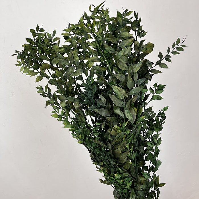 Preserved Ruscus Foliage Bundle Dark Green