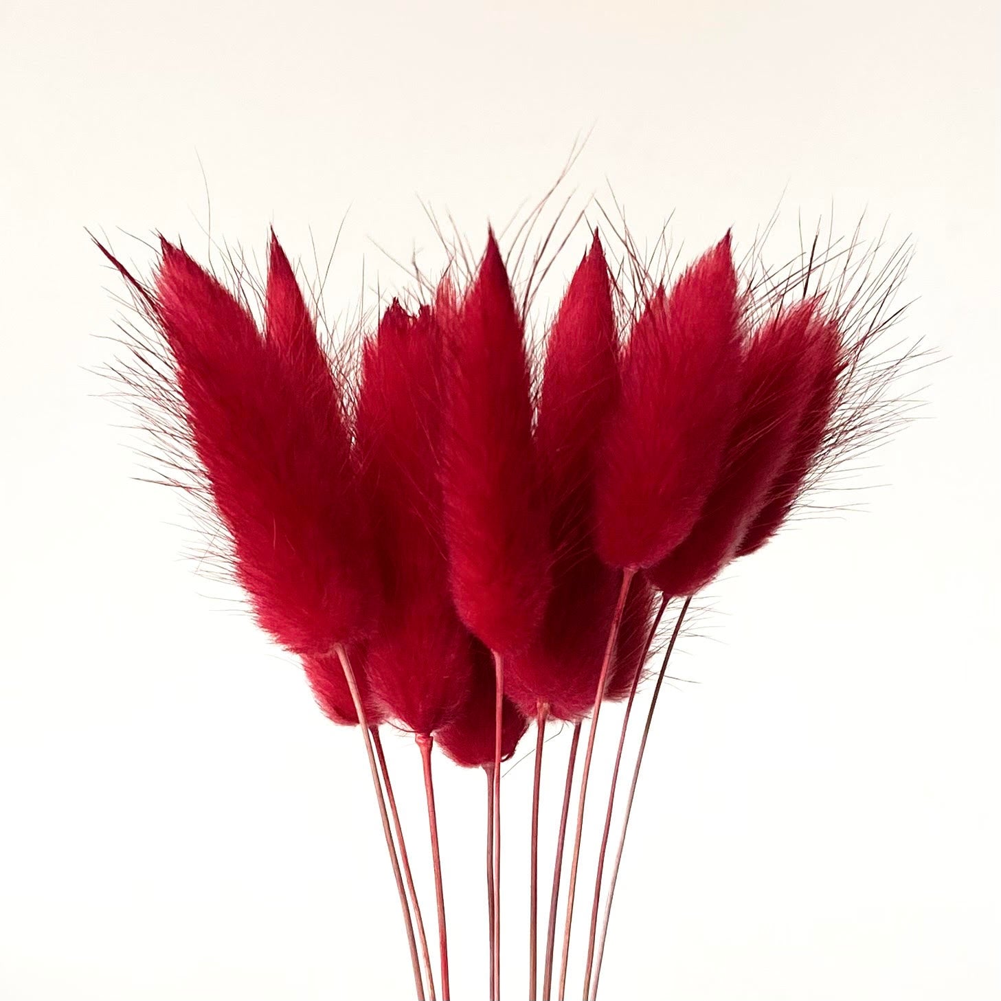 Dried Cranberry Red Natural Bunny Tails | 30cm Lagurus Ovatus | 10 Stems