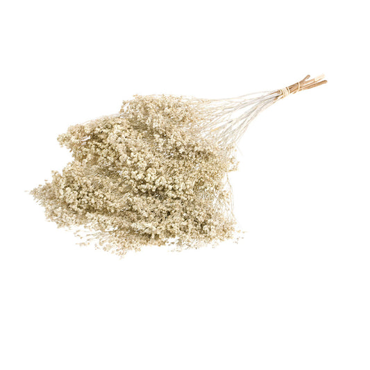 White Misty Broom Bloom | High Quality | Preserved | 5 Stems