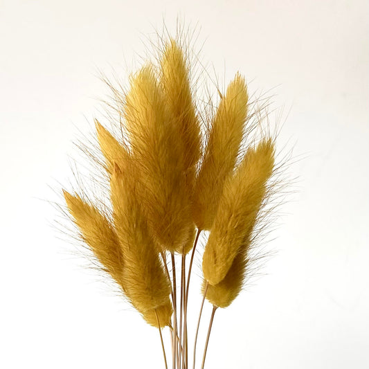 Dried Yellow Natural Bunny Tails | 30cm Lagurus Ovatus | 10 Stems